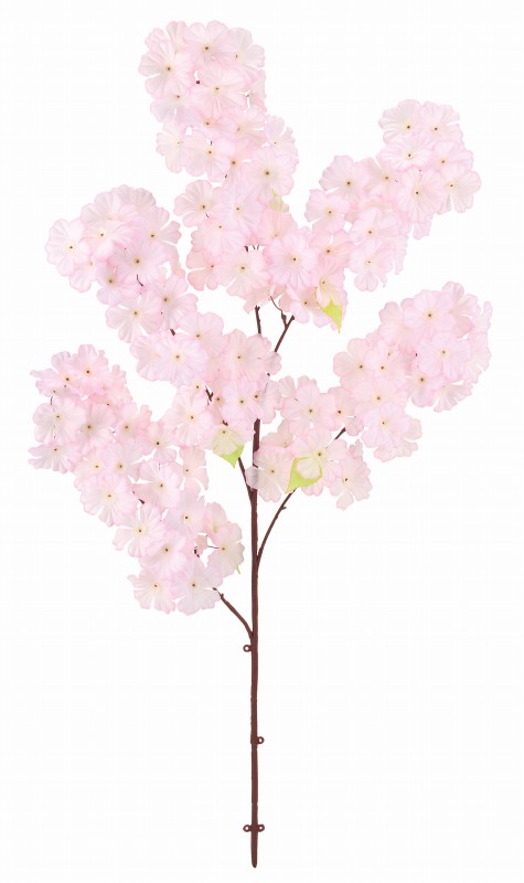 吉野大桜 x 120（*）（商品詳細）| 株式会社ドガ