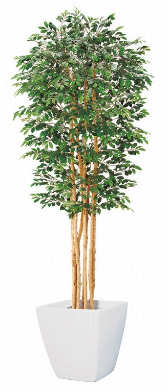 180cmトネリコツリー(M)(ナチュラルトランク)（*）（商品詳細）| 株式